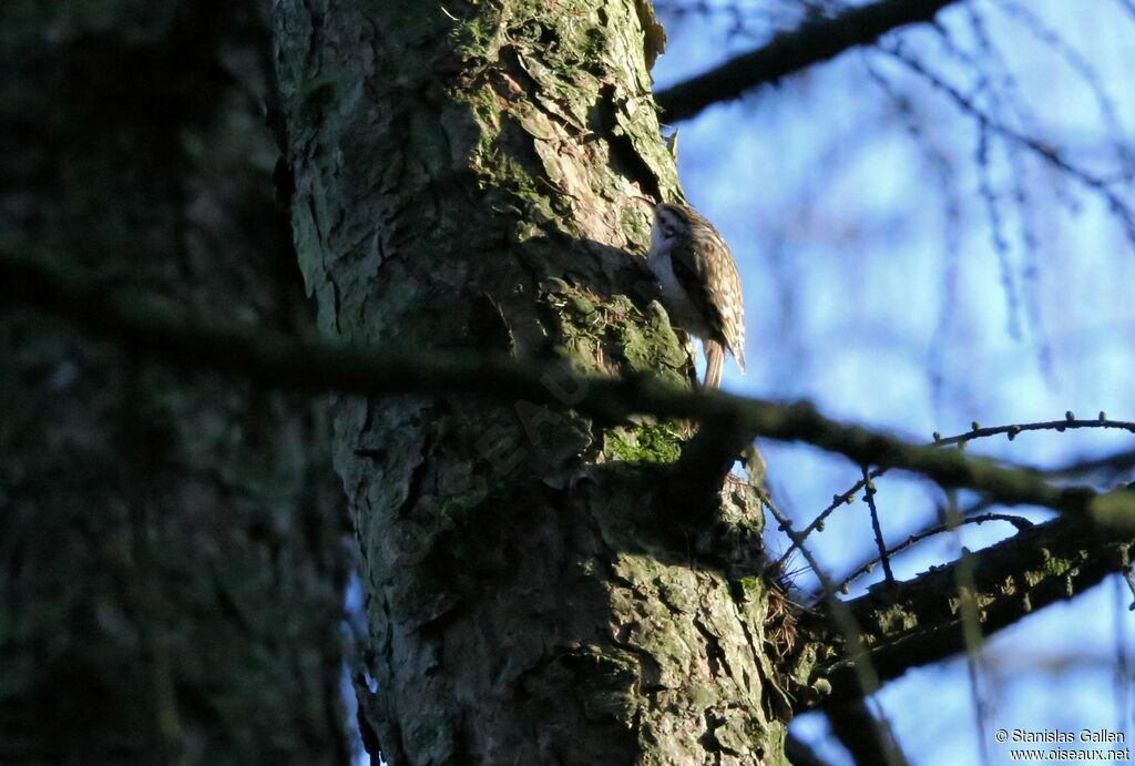 Eurasian Treecreeperadult transition, fishing/hunting