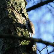 Eurasian Treecreeper