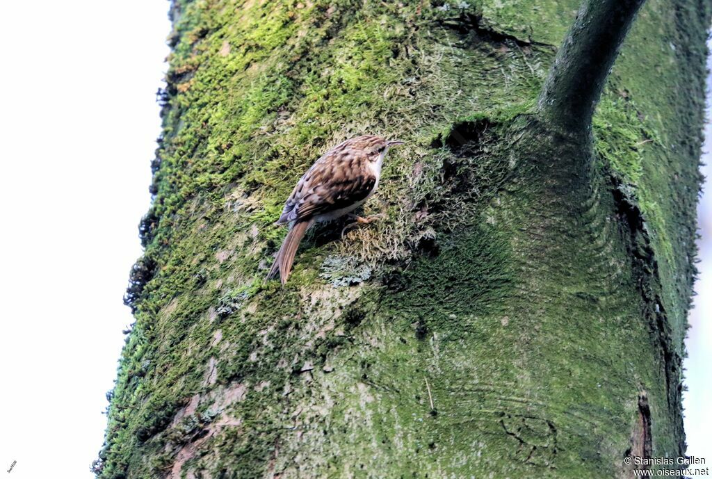 Eurasian Treecreeperadult transition, fishing/hunting