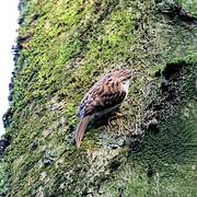 Eurasian Treecreeper