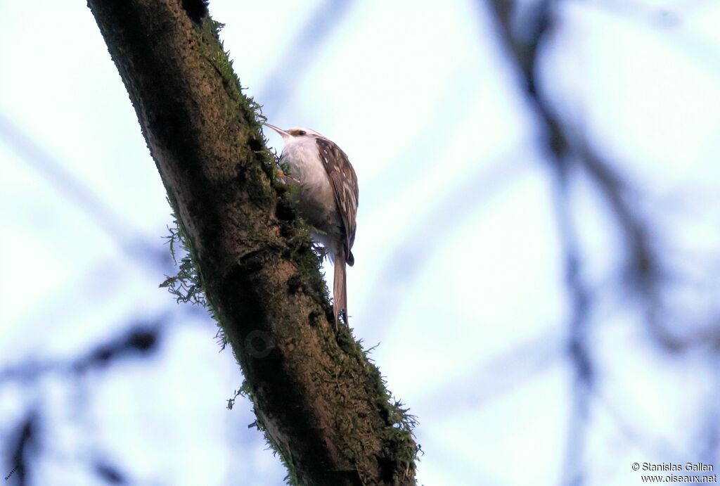 Eurasian Treecreeperadult transition