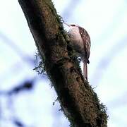 Eurasian Treecreeper