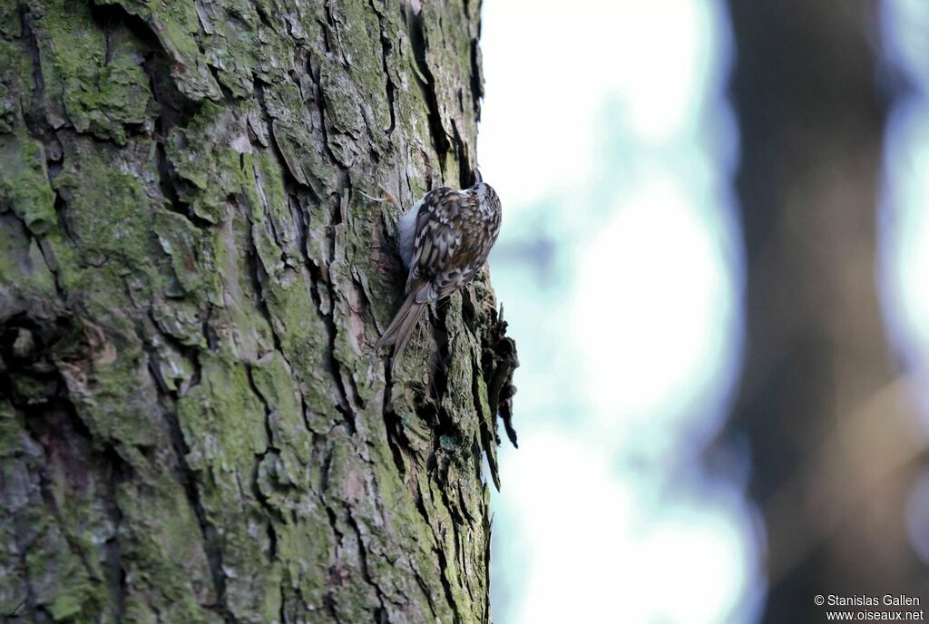 Eurasian Treecreeperadult transition