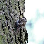 Eurasian Treecreeper