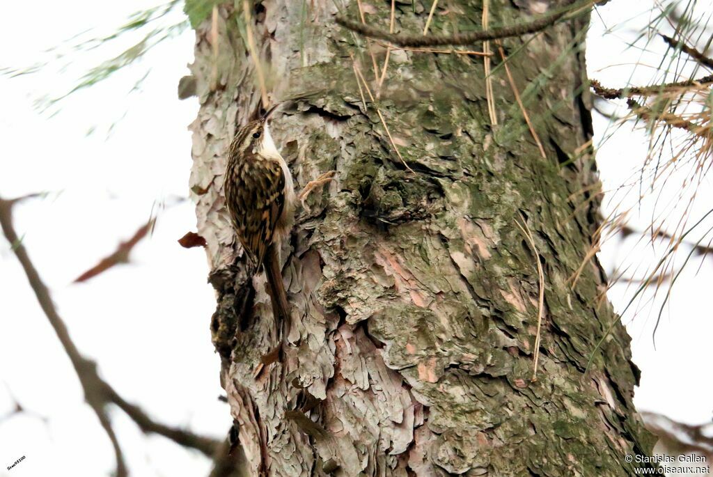 Short-toed Treecreeperadult