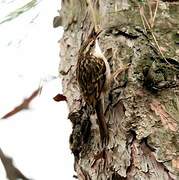 Short-toed Treecreeper