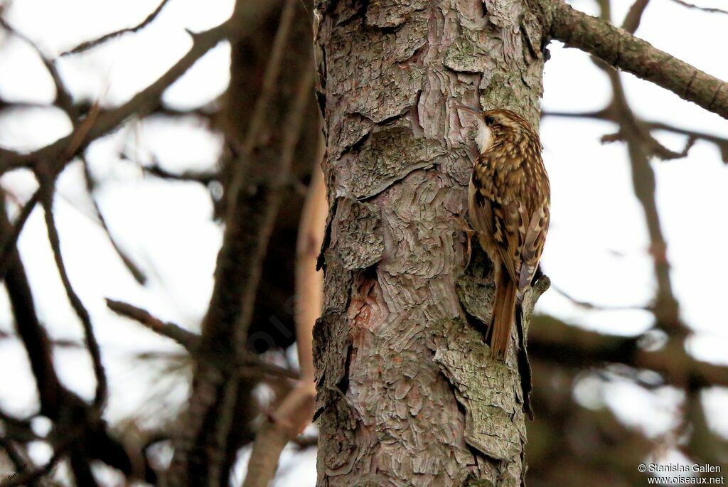 Short-toed Treecreeperadult