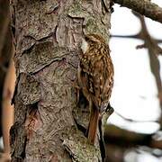 Short-toed Treecreeper