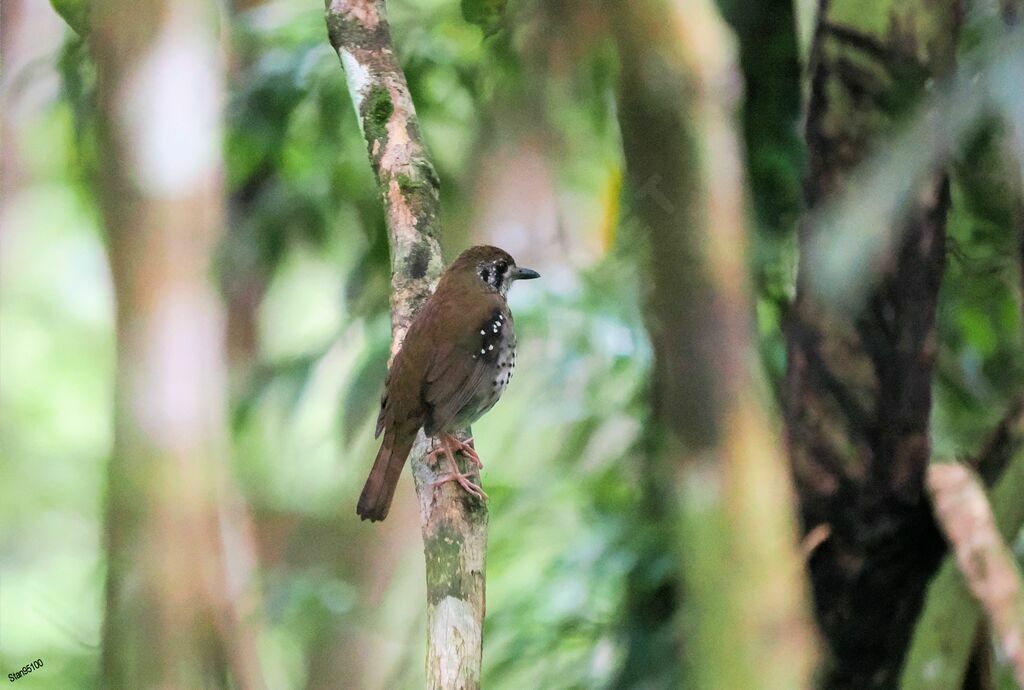 Spot-winged Thrushadult breeding, habitat