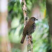 Spot-winged Thrush