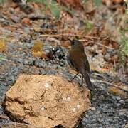 Black-billed Nightingale-Thrush