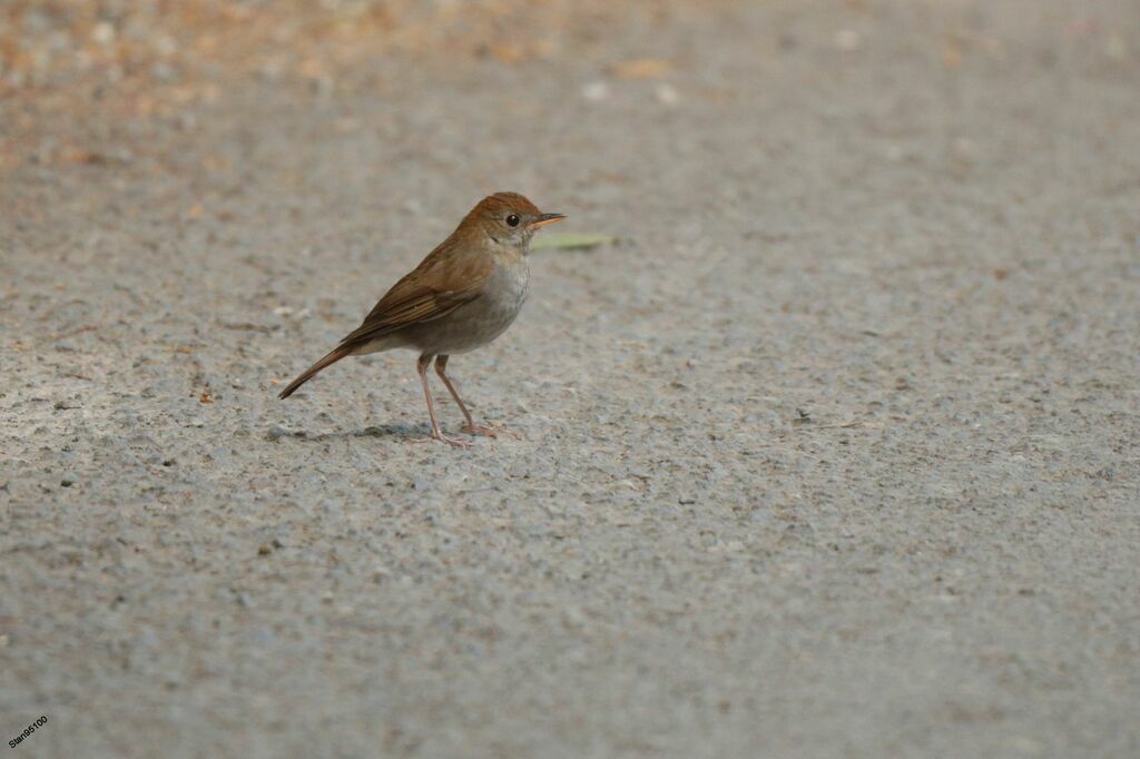 Ruddy-capped Nightingale-Thrushadult, walking