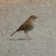 Ruddy-capped Nightingale-Thrush