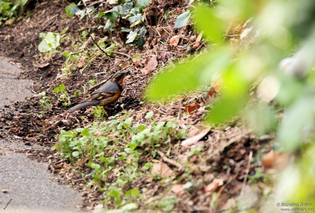 Varied Thrush male adult transition, eats