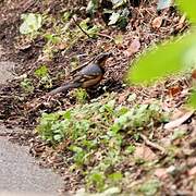 Varied Thrush