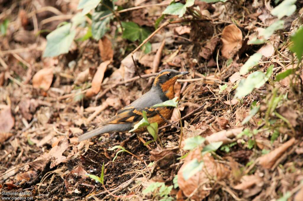 Varied Thrush male adult transition, camouflage, pigmentation, eats