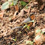 Varied Thrush