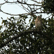 Mistle Thrush