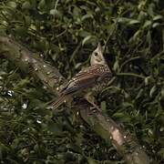 Mistle Thrush