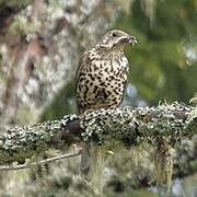 Mistle Thrush