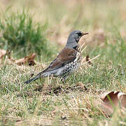 Fieldfare