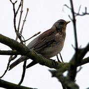 Fieldfare