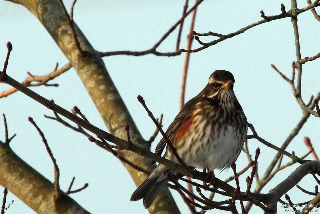 Redwingadult transition, close-up portrait