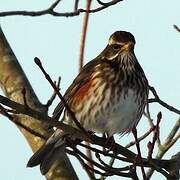 Redwing