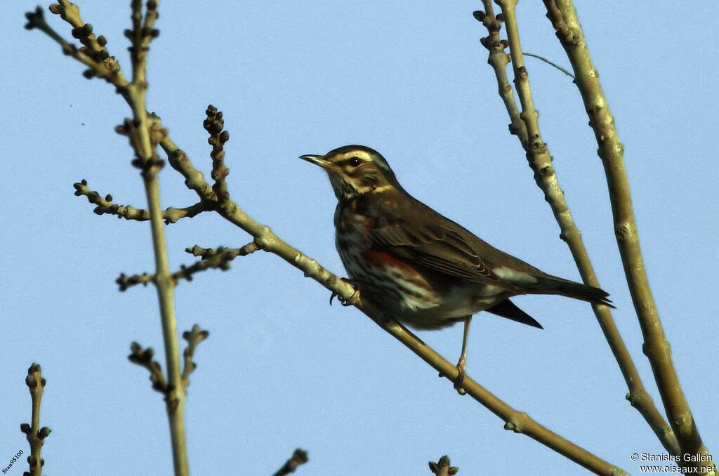 Redwingadult transition