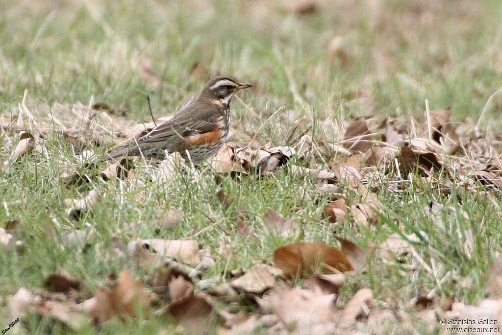 Redwingadult transition