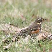 Redwing