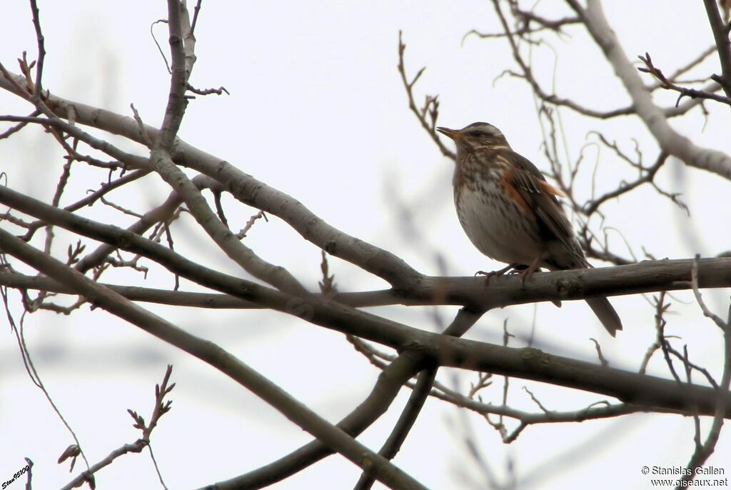 Redwingadult breeding