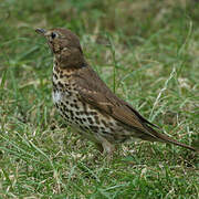 Song Thrush