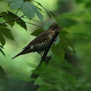 Song Thrush