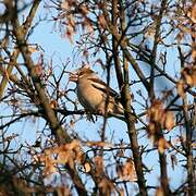 Hawfinch