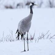 Common Crane