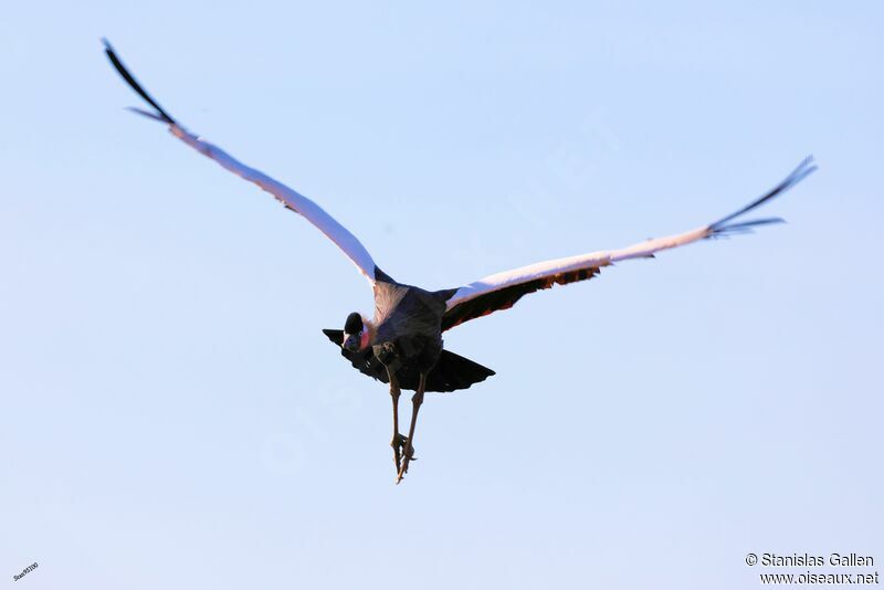 Black Crowned Craneadult, Flight
