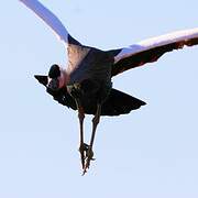 Black Crowned Crane