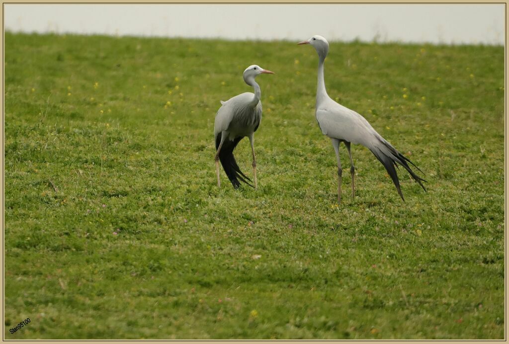 Blue Craneadult breeding, courting display