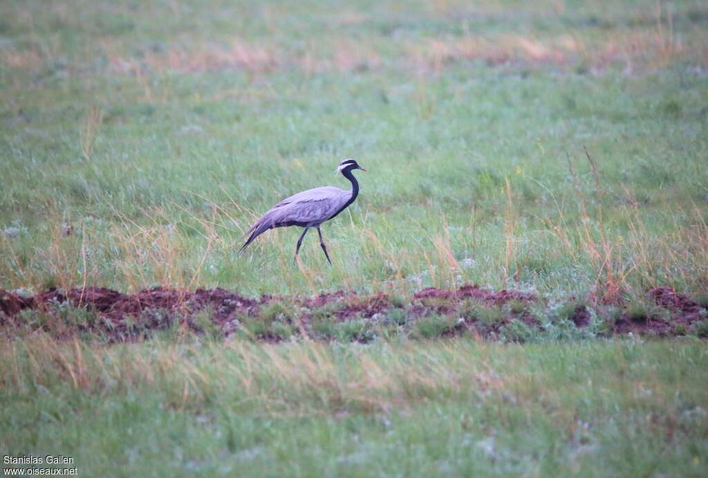 Demoiselle Craneadult, habitat