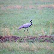 Demoiselle Crane