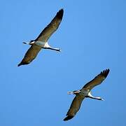 Demoiselle Crane