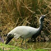 Demoiselle Crane