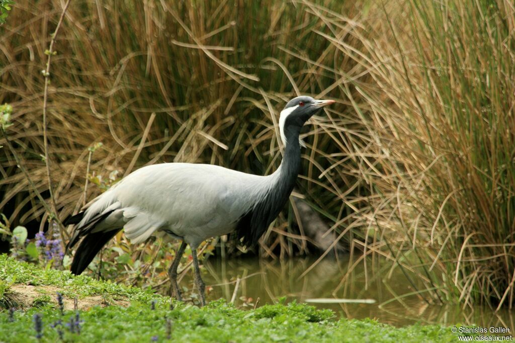 Demoiselle Crane