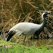 Demoiselle Crane