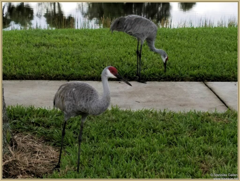 Sandhill Crane, eats