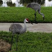 Sandhill Crane