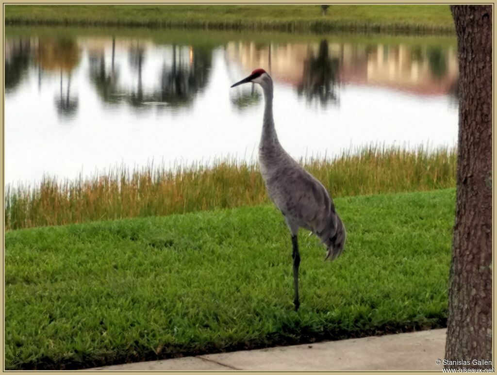 Sandhill Crane