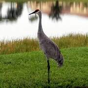 Sandhill Crane