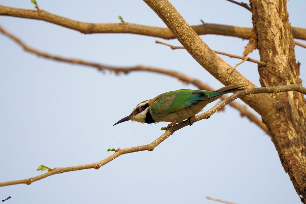 White-throated Bee-eateradult